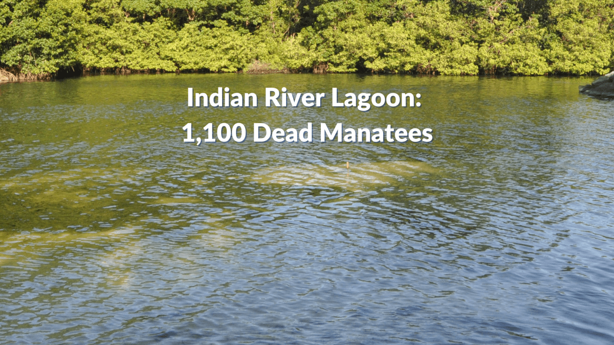 1,100 Dead Manatees.