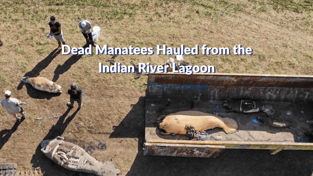 Dead Manatees hauled from&nbsp;IRL