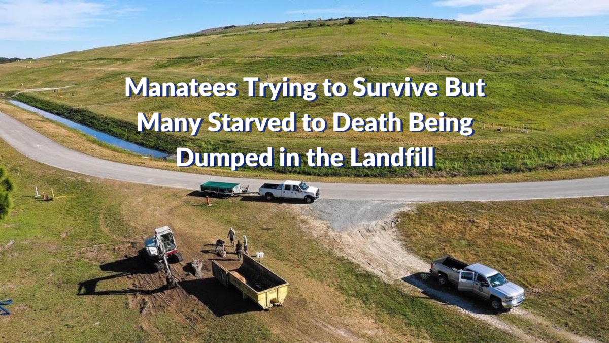 Manatees Trying to Survive but many starved to death and were dumped in the&nbsp;Landfill