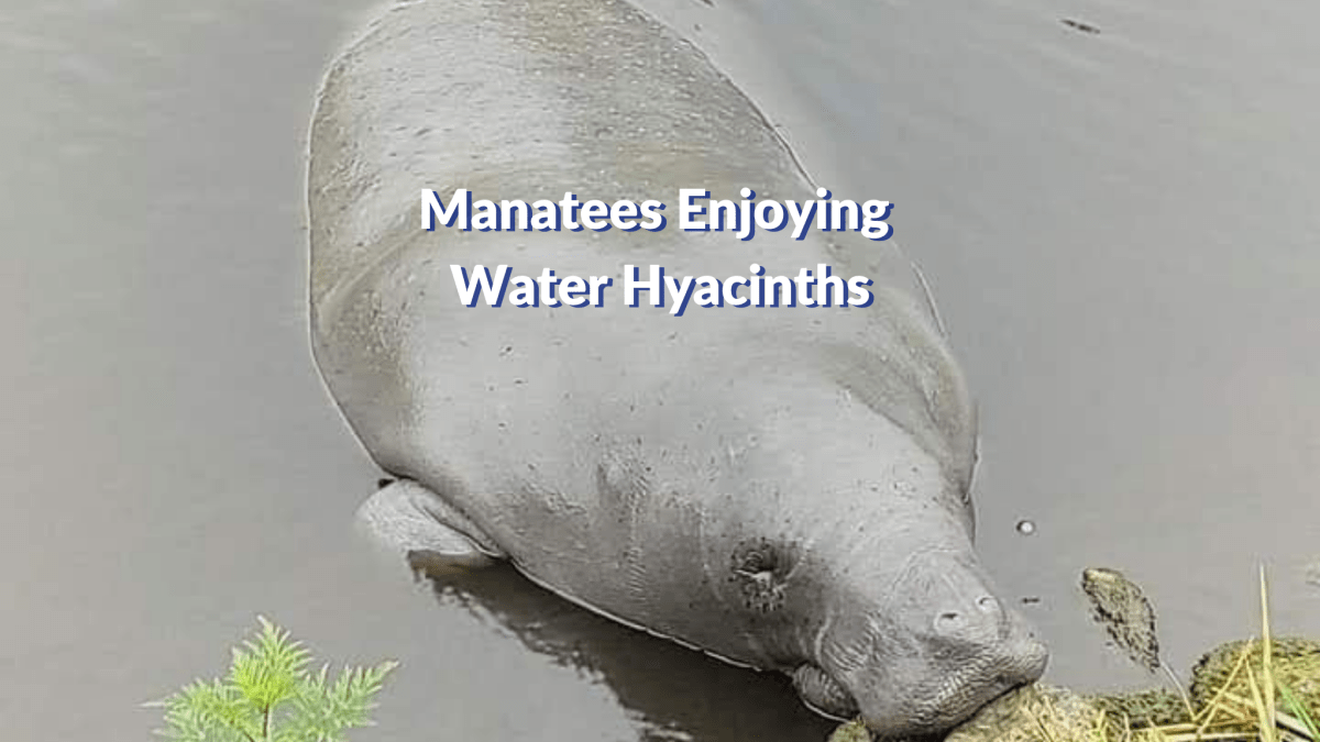 Manatees Enjoying Water&nbsp;Hyacinths