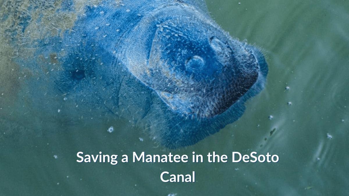 People Saving a Starving Manatee in the De Soto&nbsp;Canal