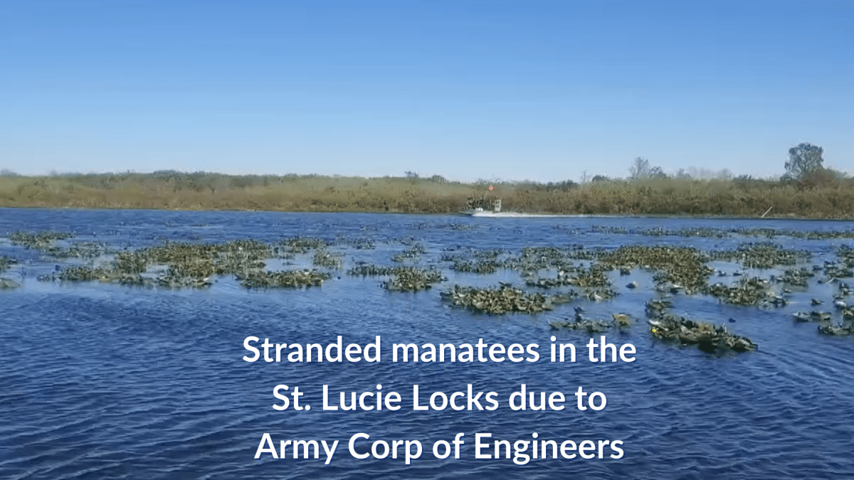 Stranded Manatees in The St. Lucie Locks Due to Army Corp of&nbsp;Engineers