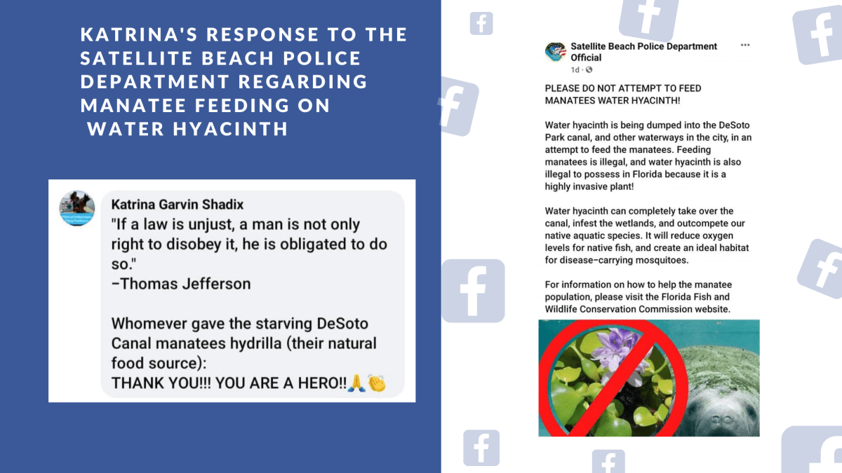 Katrina’s Response to the Satellite Beach Police Social Media Post on Feeding Manatees Water&nbsp;Hyacinth