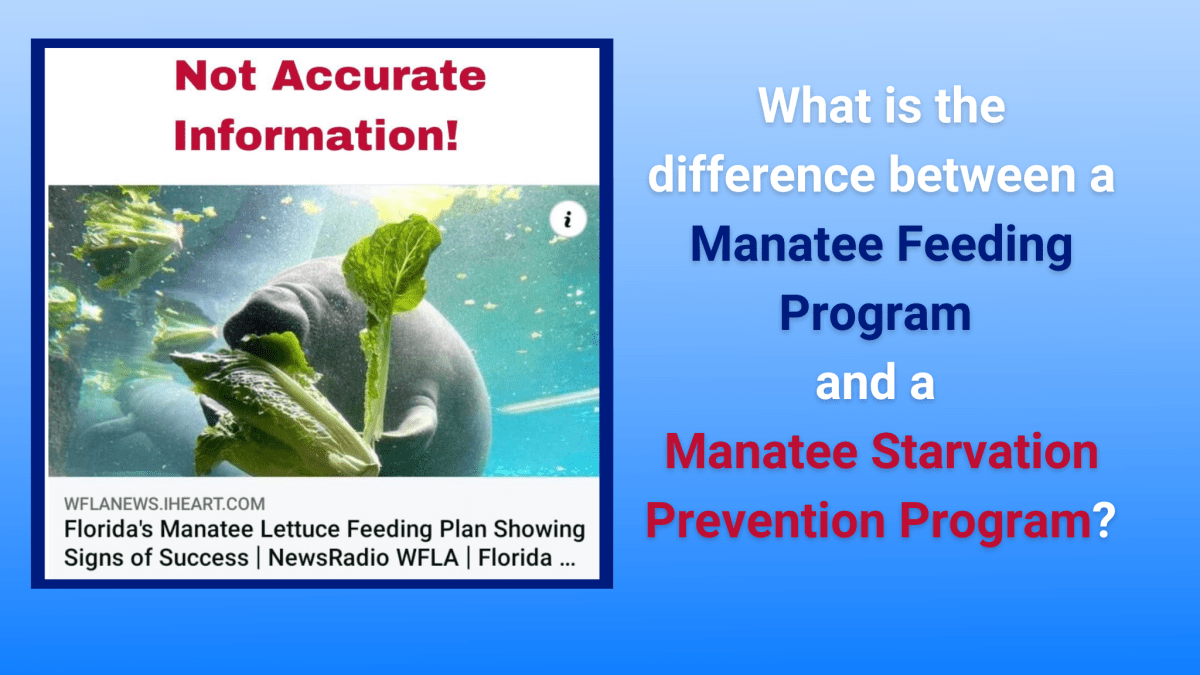 What is the difference between a “Manatee Feeding Program” and a “Manatee Starvation Prevention&nbsp;Program”?