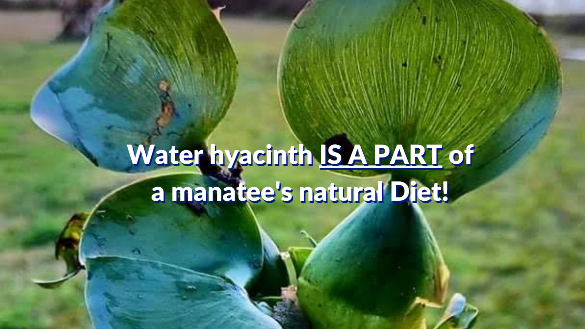 Information from Sea World: Water Hyacinth is part of Manatees’ Natural&nbsp;Diet